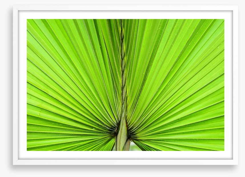 Vibrant palm