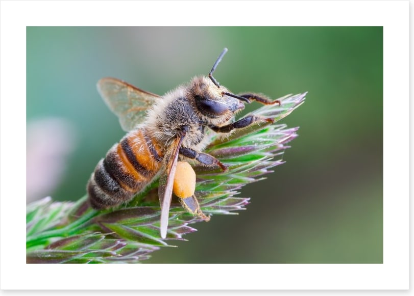 Busy bee