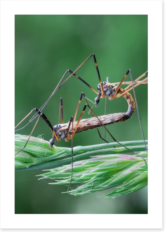 Insects