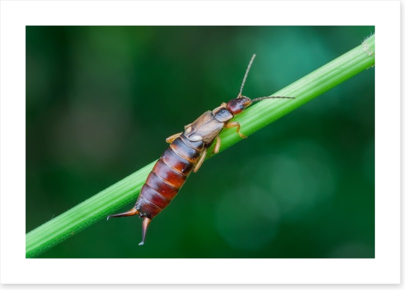 Insects