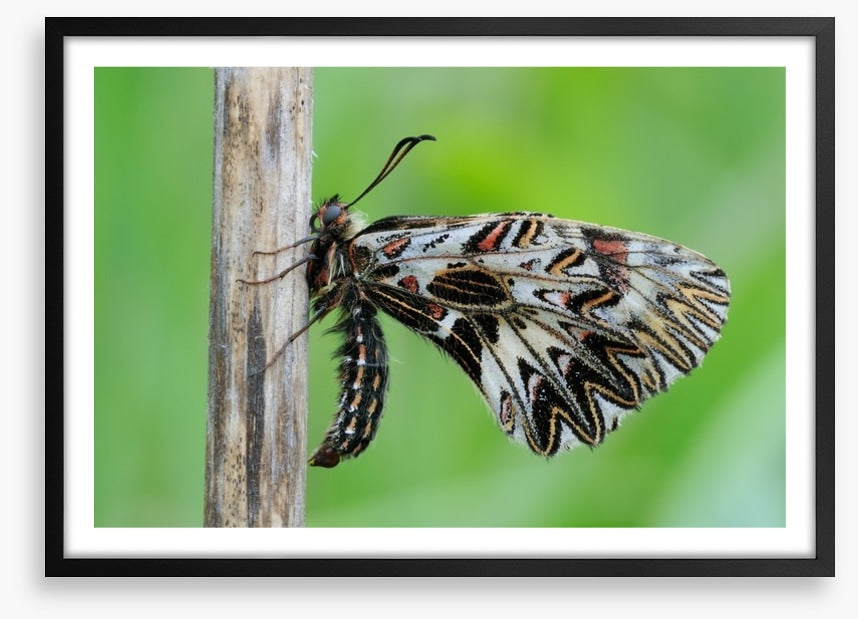 Insects