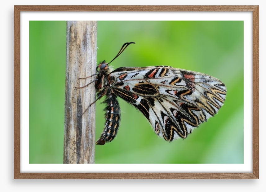 Insects