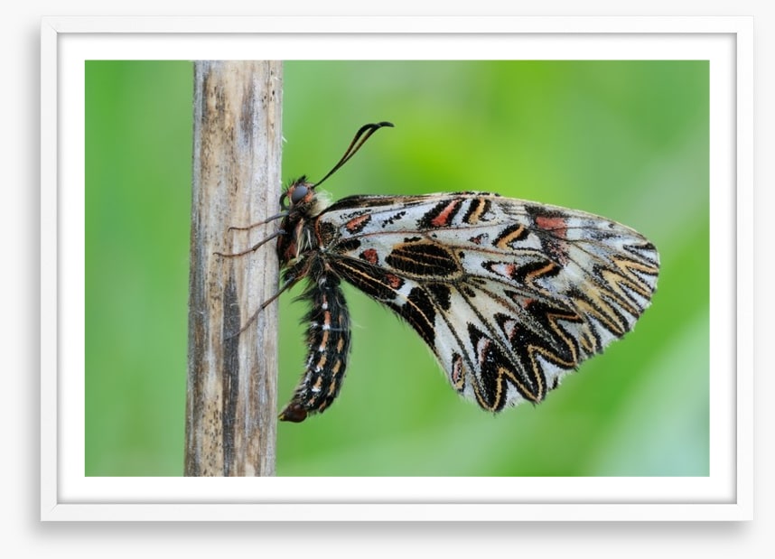 Insects