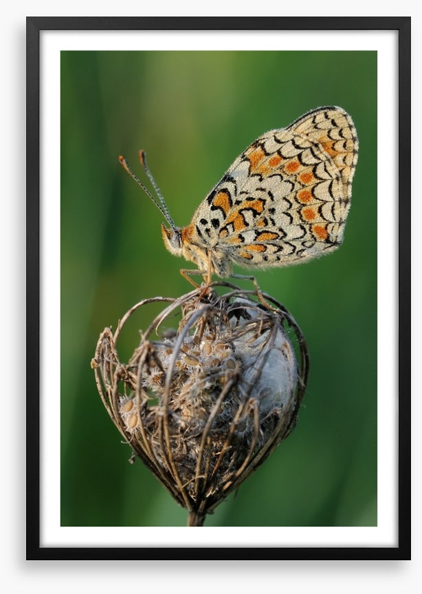 Insects