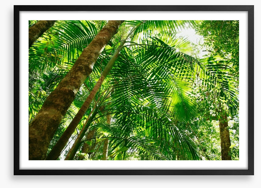 Jungle sun