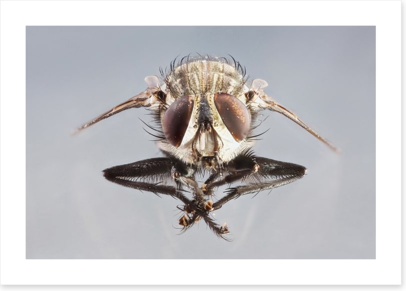 Insects