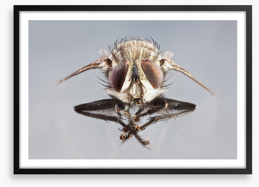Insects