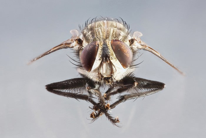 Insects