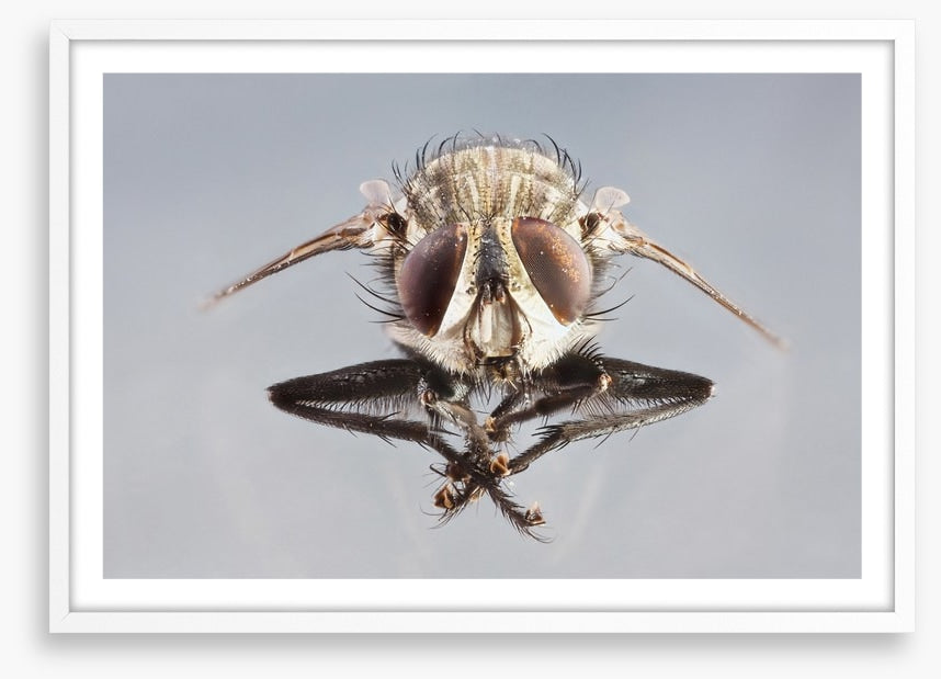 Insects