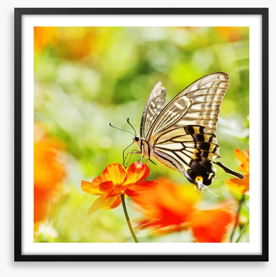 Butterflies