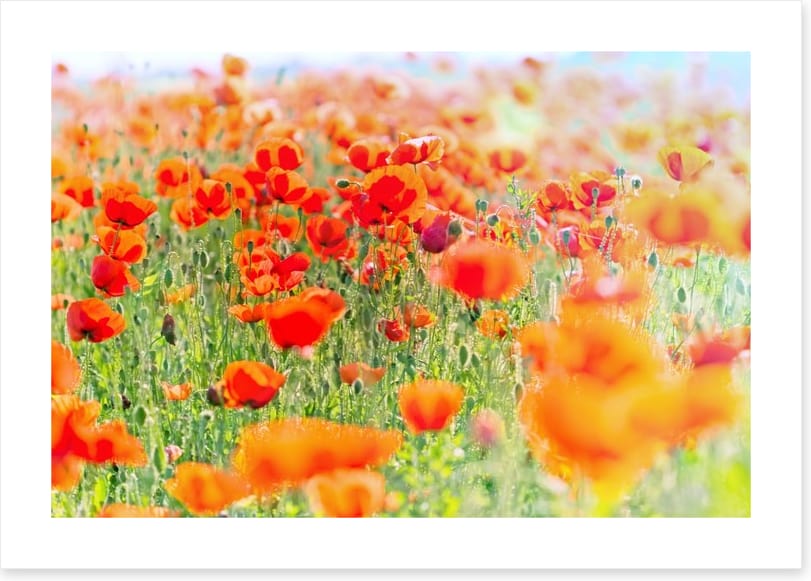 Poppy meadow sunlight