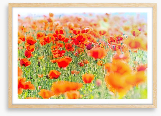 Poppy meadow sunlight