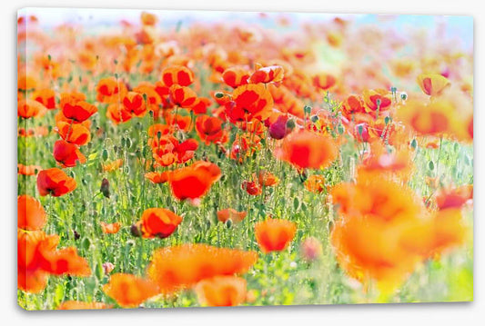 Poppy meadow sunlight