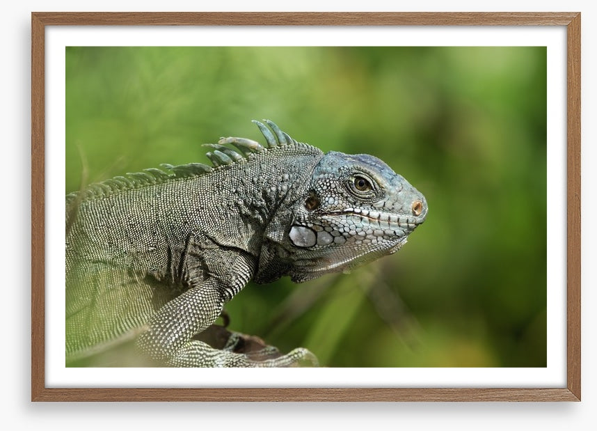 Reptiles / Amphibian