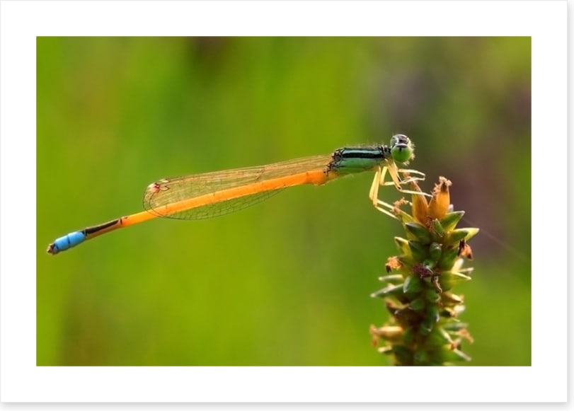 Insects