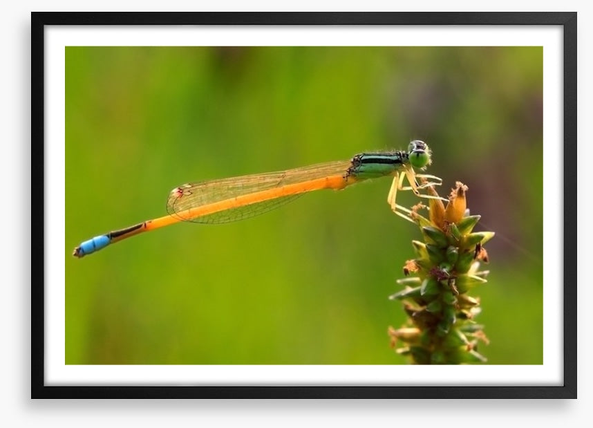 Insects