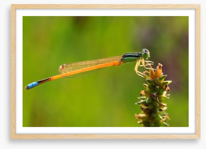 Insects