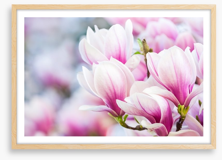 Delicate magnolia