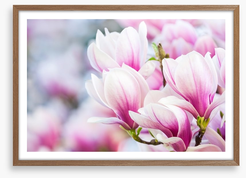 Delicate magnolia