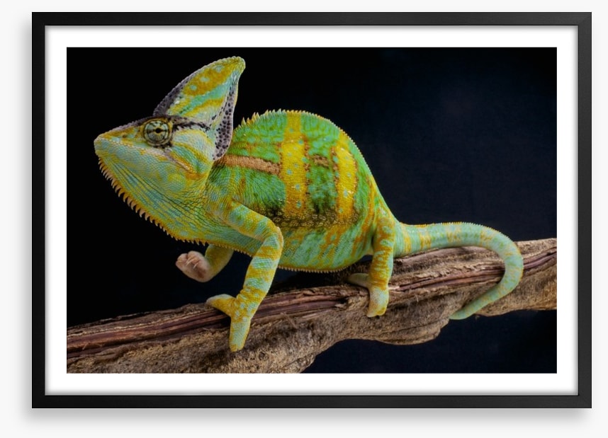 Veiled chameleon