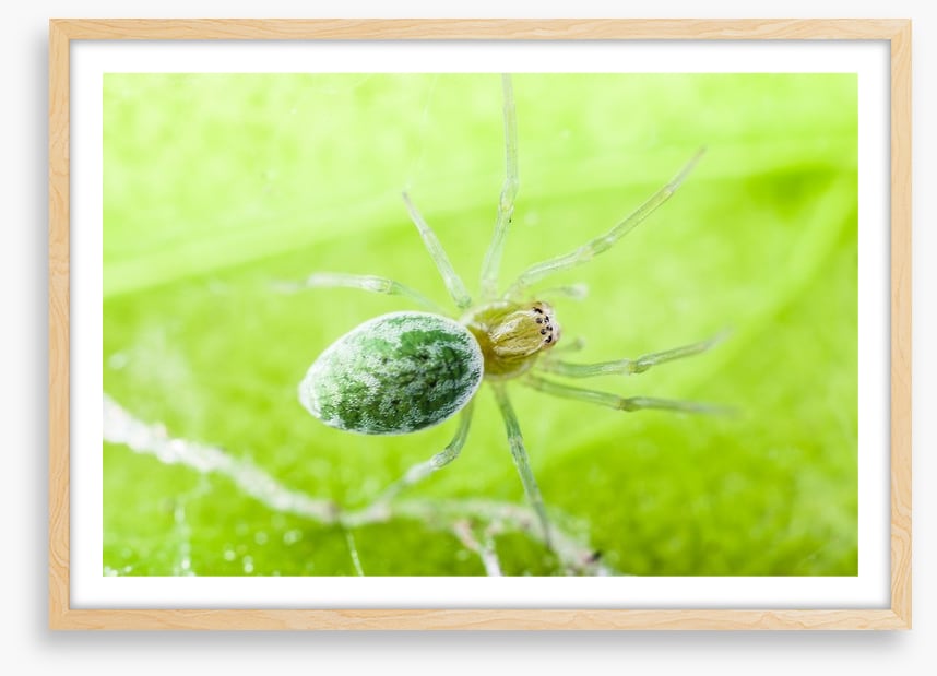 Insects