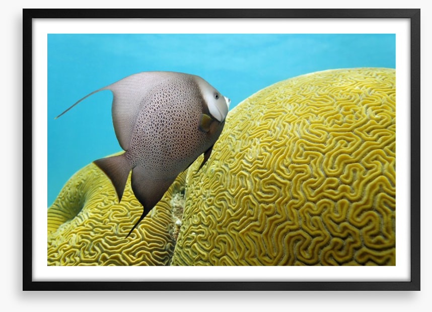 Fish / Aquatic
