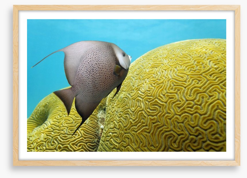 Fish / Aquatic