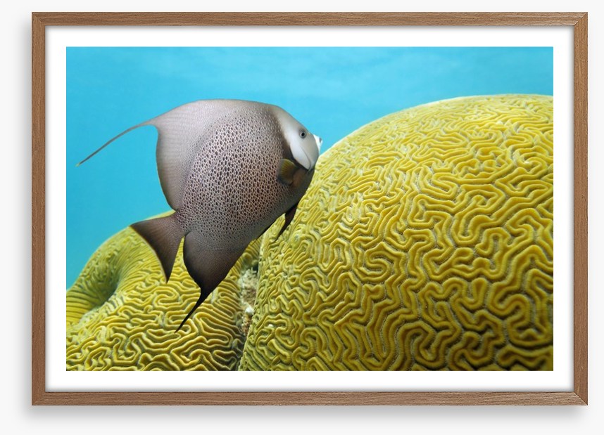 Fish / Aquatic