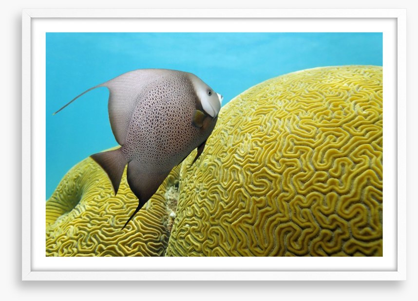 Fish / Aquatic