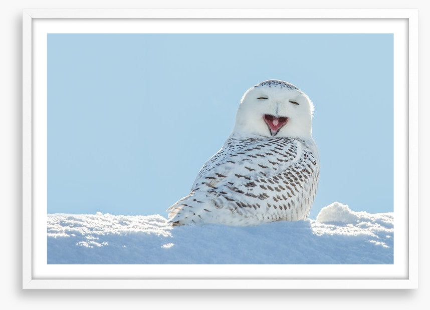 Smiling snowy owl