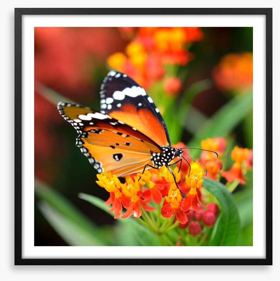 Orange monarch