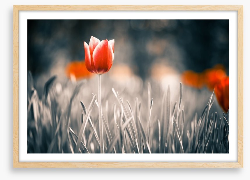 Red tulip