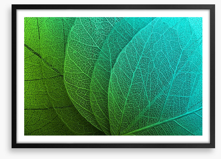 Macro leaves