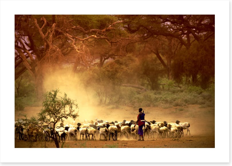 Herding the goats