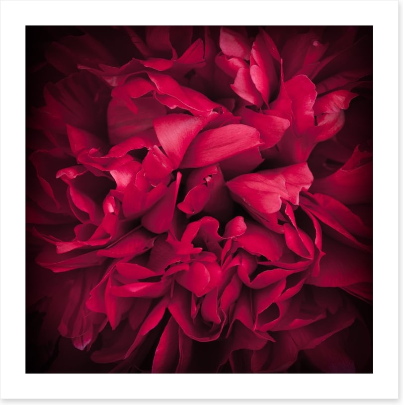 Peony petals