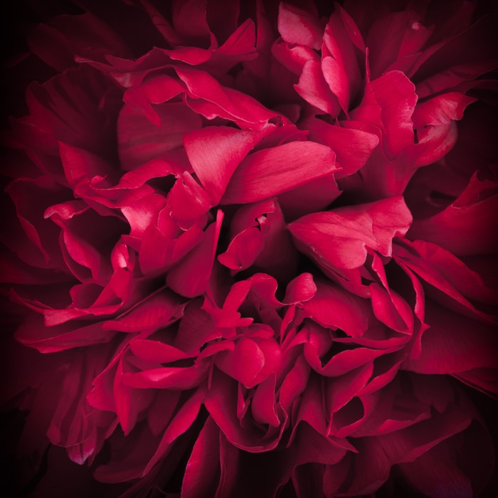 Peony petals