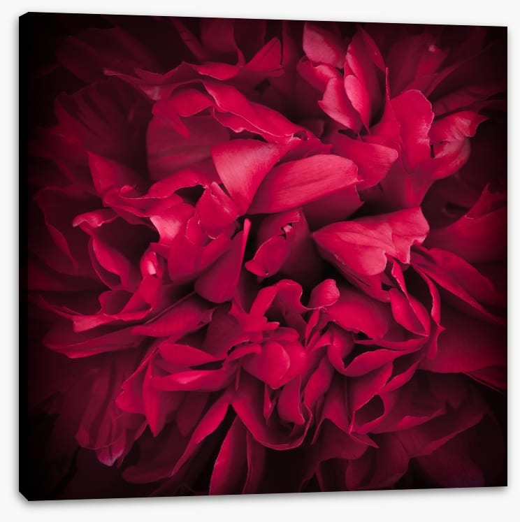 Peony petals