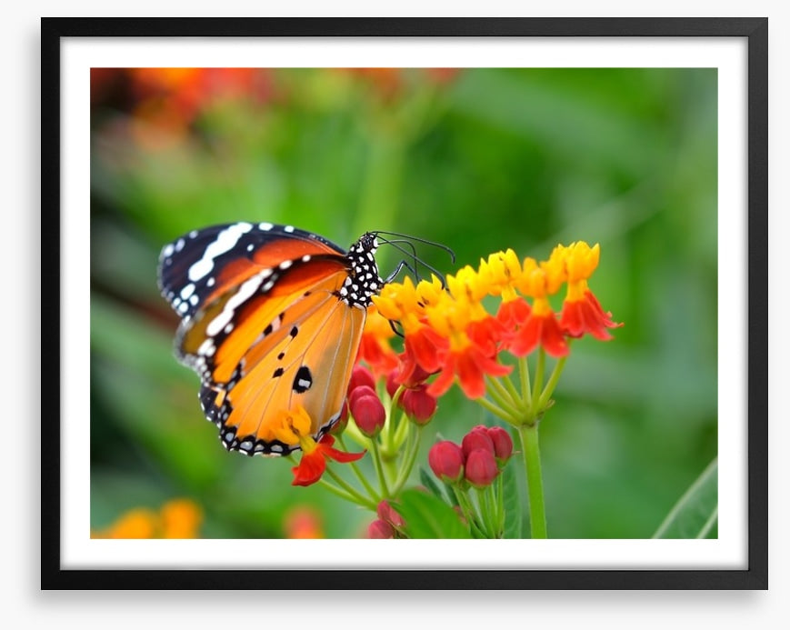 Insects