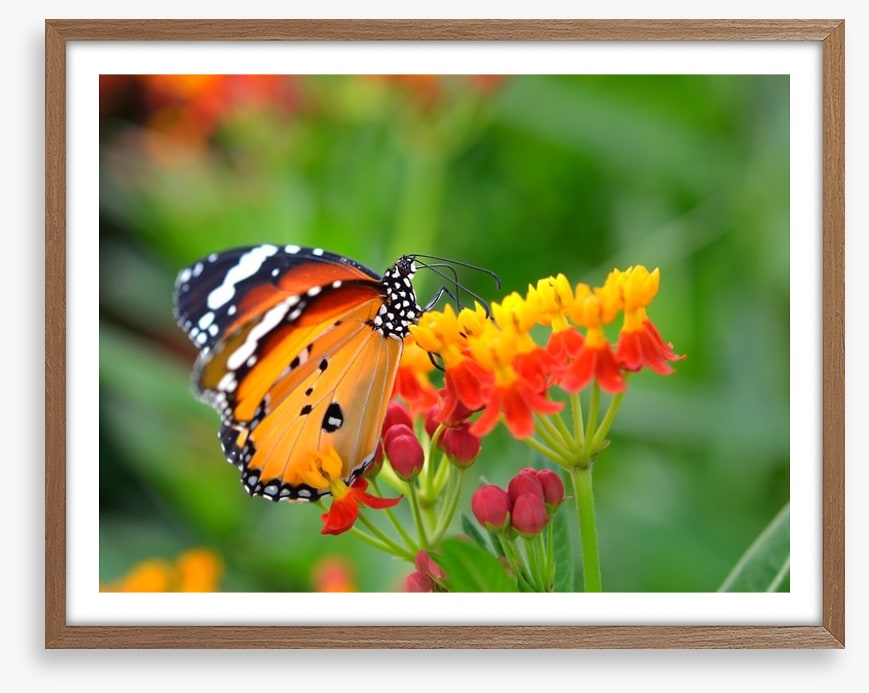 Insects