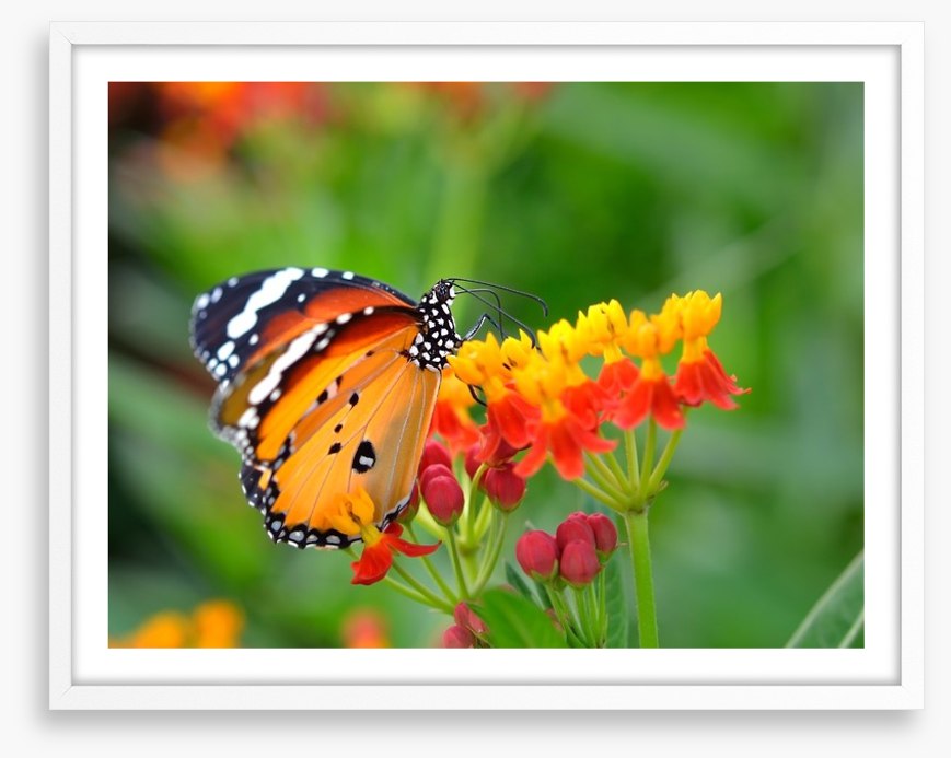 Insects