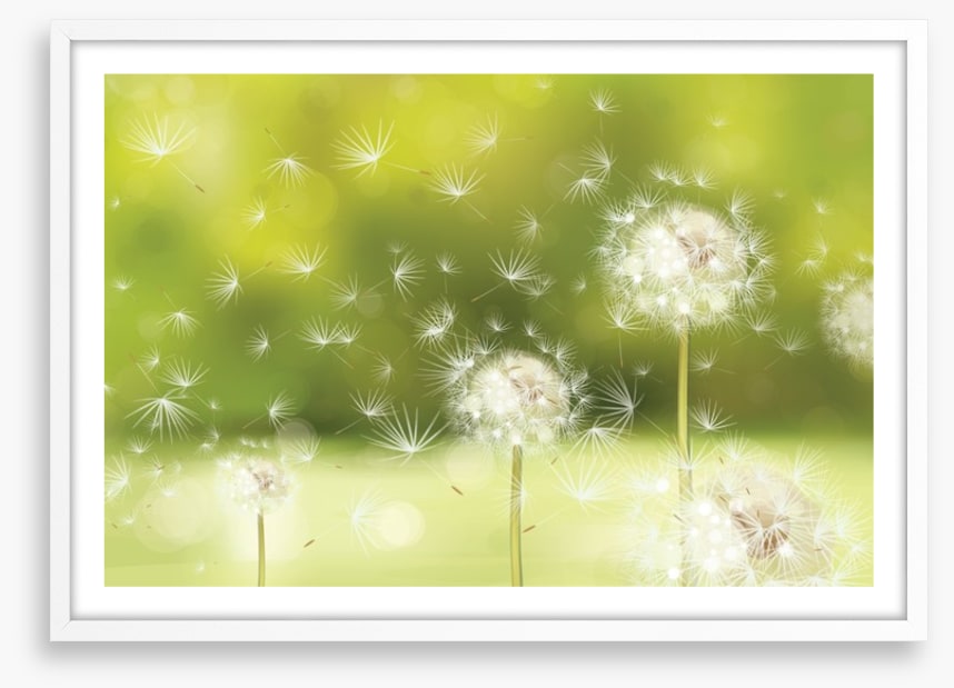 Blowball dandelions