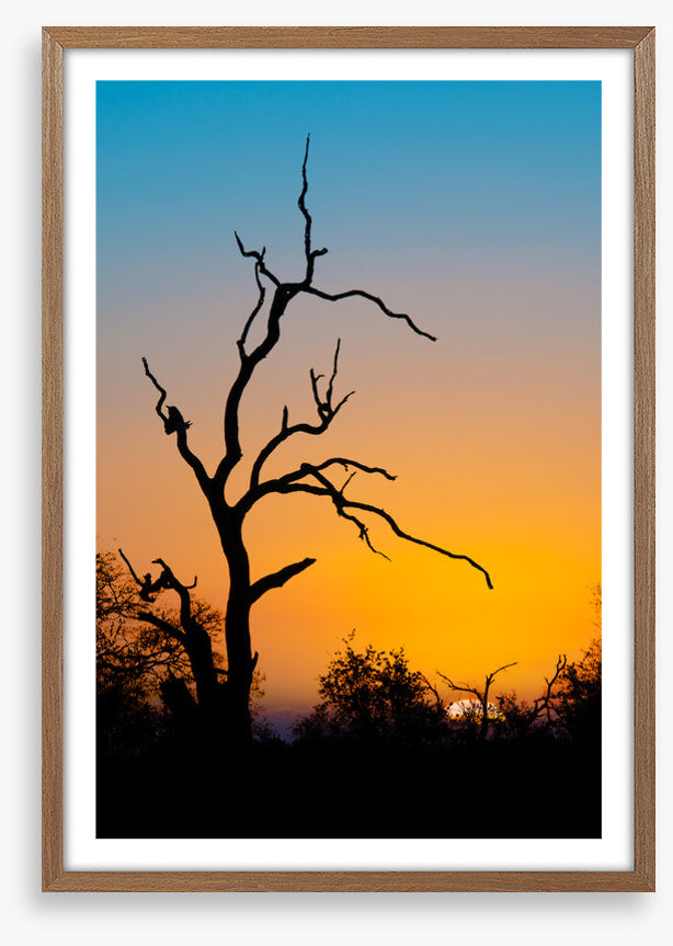 Trees