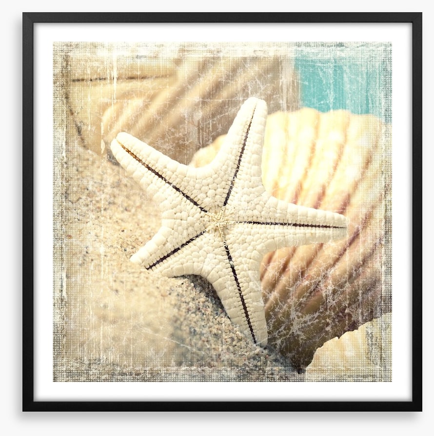 Shells and starfish