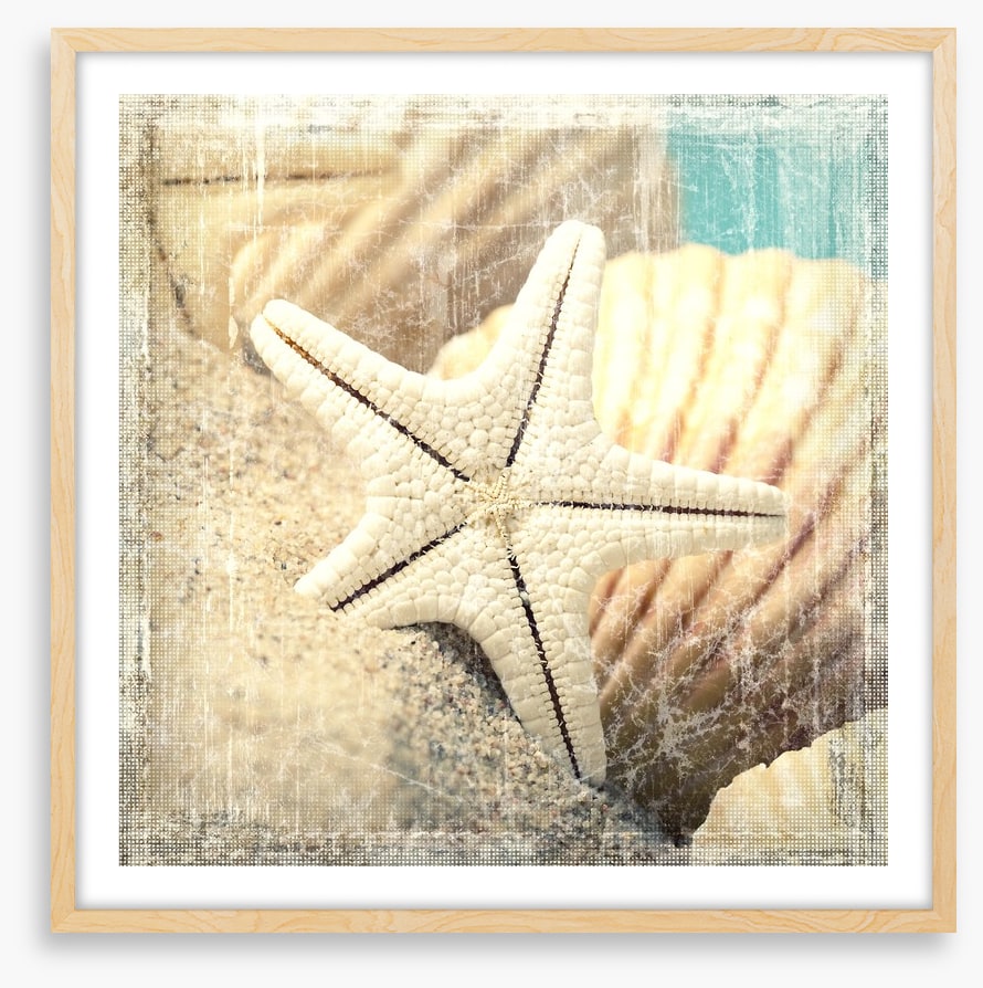 Shells and starfish