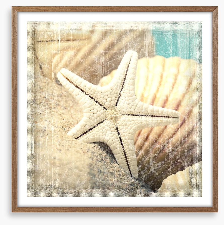 Shells and starfish