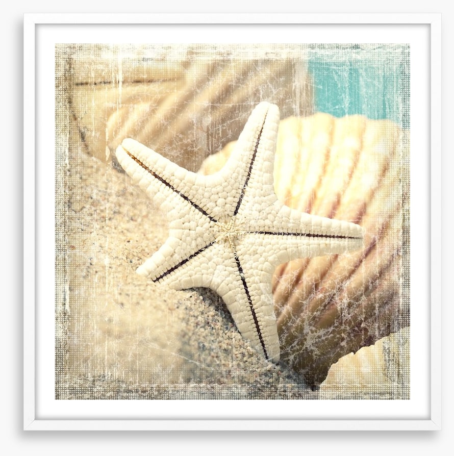 Shells and starfish