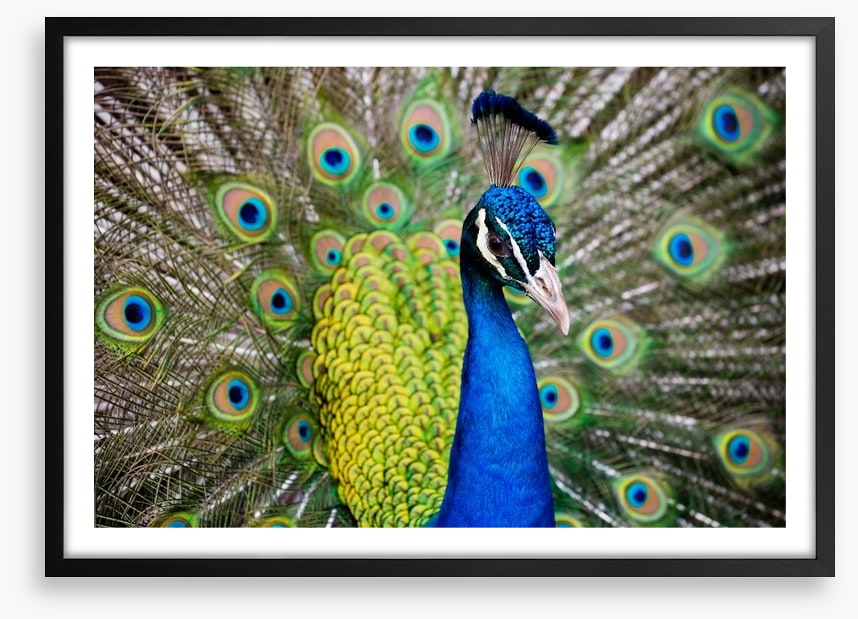 Peacock plumage