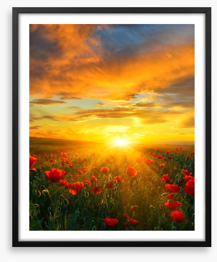 Poppy heaven