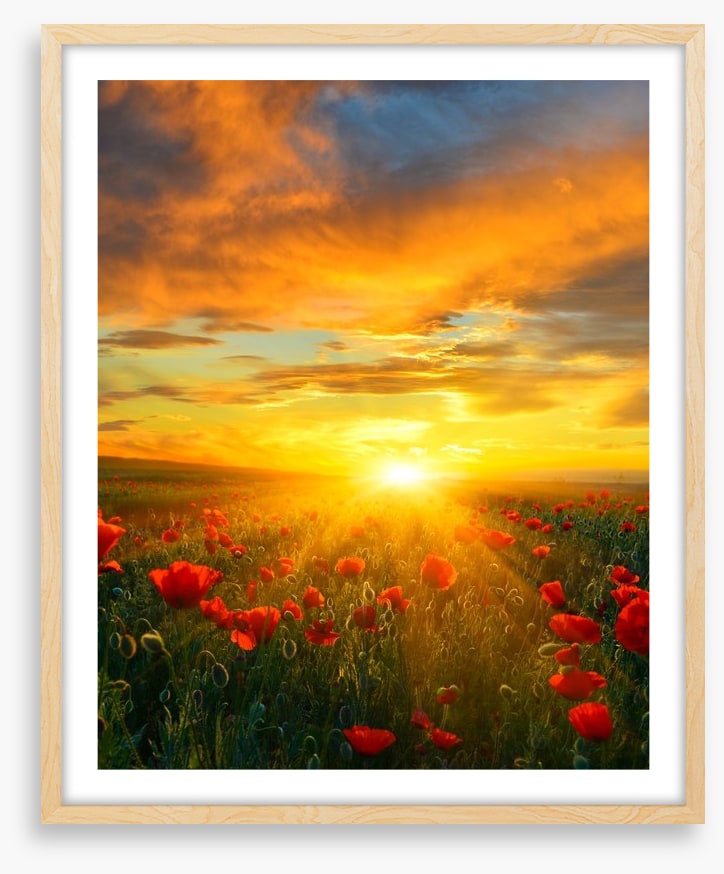 Poppy heaven