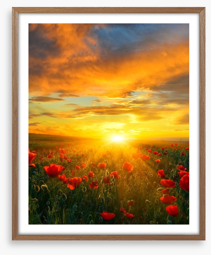 Poppy heaven